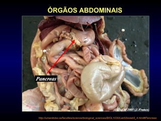 ÓRGÃOS ABDOMINAIS
http://umanitoba.ca/faculties/science/biological_sciences/BIOL1030/Lab5/biolab5_4.html#Pancreas
 