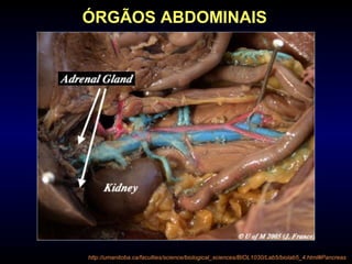 ÓRGÃOS ABDOMINAIS
http://umanitoba.ca/faculties/science/biological_sciences/BIOL1030/Lab5/biolab5_4.html#Pancreas
 
