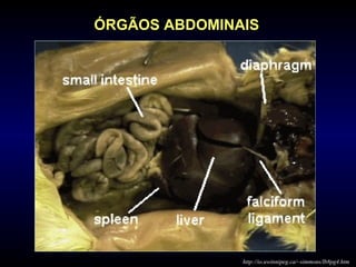 ÓRGÃOS ABDOMINAIS
http://io.uwinnipeg.ca/~simmons/lb8pg4.htm
 