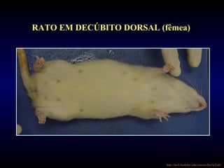 RATO EM DECÚBITO DORSAL (fêmea)
http://mcb.berkeley.edu/courses/bio1a/Lab/
 