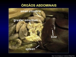 ÓRGÃOS ABDOMINAIS
http://io.uwinnipeg.ca/~simmons/lb8pg4.htm
 