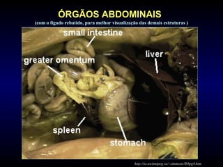 (com o fígado rebatido, para melhor visualização das demais estruturas )
http://io.uwinnipeg.ca/~simmons/lb8pg4.htm
ÓRGÃOS ABDOMINAIS
 