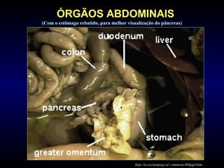 (Com o estômago rebatido, para melhor visualização do pâncreas)
http://io.uwinnipeg.ca/~simmons/lb8pg4.htm
ÓRGÃOS ABDOMINAIS
 