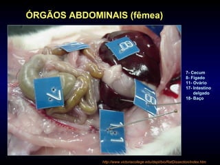 http://www.victoriacollege.edu/dept/bio/RatDissection/index.htm
ÓRGÃOS ABDOMINAIS (fêmea)
7- Cecum
8- Fígado
11- Ovário
17- Intestino
delgado
18- Baço
 