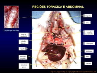 traquéia
timo
coração
(aurícula)
REGIÕES TORÁCICA E ABDOMINAL
coração
(ventrículo)
pulmão
direito diafragma
estômago
fígado
baço
cecum
intestino
delgado
intestino
grosso
Tireóde em detalhe
http://ici.cegep-ste-foy.qc.ca/profs/gbourbonnais/revlabo/rat/rat1.htm
 