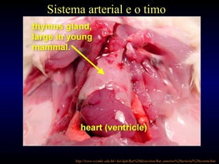 Sistema arterial e o timo
http://www.cccmkc.edu.hk/~kei-kph/Rat%20dissection/Rat_anterior%20arterial%20system.htm
 