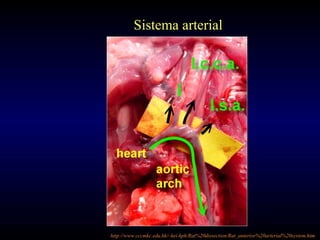 Sistema arterial
http://www.cccmkc.edu.hk/~kei-kph/Rat%20dissection/Rat_anterior%20arterial%20system.htm
 