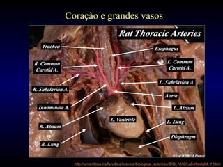 Coração e grandes vasos
http://umanitoba.ca/faculties/science/biological_sciences/BIOL1030/Lab4/biolab4_1.html
 