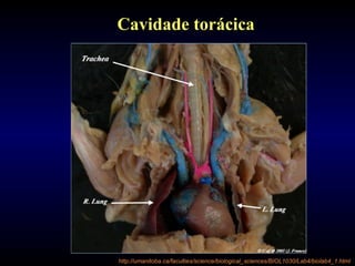 Cavidade torácica
http://umanitoba.ca/faculties/science/biological_sciences/BIOL1030/Lab4/biolab4_1.html
 