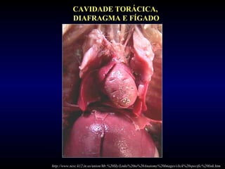 http://www.nesc.k12.in.us/union/Mr.%20Sly/Links%20to%20Anatomy%20Images/click%20specific%20link.htm
CAVIDADE TORÁCICA,
DIAFRAGMA E FÍGADO
 