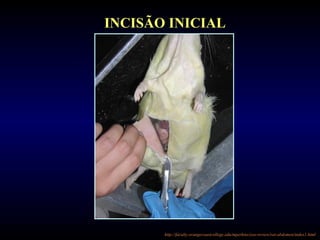 INCISÃO INICIAL
http://faculty.orangecoastcollege.edu/mperkins/zoo-review/rat-abdomen/index1.html
 