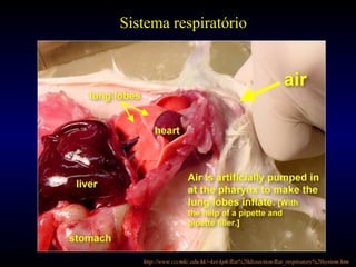 Sistema respiratório
http://www.cccmkc.edu.hk/~kei-kph/Rat%20dissection/Rat_respiratory%20system.htm
 