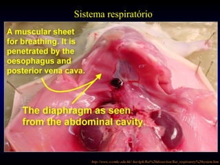 http://www.cccmkc.edu.hk/~kei-kph/Rat%20dissection/Rat_respiratory%20system.htm
Sistema respiratório
 