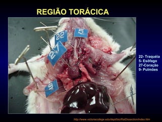 22- Traquéia
5- Esôfago
27-Coração
9- Pulmões
REGIÃO TORÁCICA
http://www.victoriacollege.edu/dept/bio/RatDissection/index.htm
 