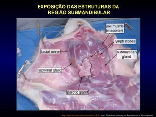 EXPOSIÇÃO DAS ESTRUTURAS DA
REGIÃO SUBMANDIBULAR
http://mcb.berkeley.edu/courses/bio1a/Lab/ veja: Vertebrate Anatomy ou Reproduction & Development
 