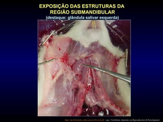 http://mcb.berkeley.edu/courses/bio1a/Lab/ veja: Vertebrate Anatomy ou Reproduction & Development
EXPOSIÇÃO DAS ESTRUTURAS DA
REGIÃO SUBMANDIBULAR
(destaque: glândula salivar esquerda)
 
