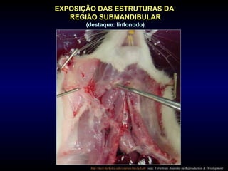 http://mcb.berkeley.edu/courses/bio1a/Lab/ veja: Vertebrate Anatomy ou Reproduction & Development
EXPOSIÇÃO DAS ESTRUTURAS DA
REGIÃO SUBMANDIBULAR
(destaque: linfonodo)
 