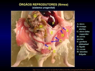 ÓRGÃOS REPRODUTORES (fêmea)
(sistema urogenital)
A: útero
B: trompa
uterina
C: útero (lobo
esquerdo)
D: cérvix
uterino
E: gordura
abdominal
F: fígado
G: cecum
H: intestino
delgado
http://www.cccmkc.edu.hk/~kei-kph/Rat%20dissection/Rat_urinogenital%20system_female.htm
 
