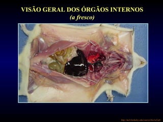 VISÃO GERAL DOS ÓRGÃOS INTERNOS
(a fresco)
http://mcb.berkeley.edu/courses/bio1a/Lab/
 
