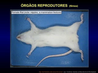 ÓRGÃOS REPRODUTORES (fêmea)
http://mcb.berkeley.edu/courses/bio1a/Lab/ veja: Vertebrate Anatomy ou Reproduction & Development
 