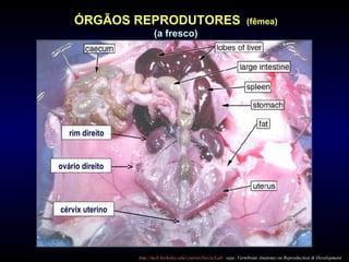 ÓRGÃOS REPRODUTORES (fêmea)
(a fresco)
http://mcb.berkeley.edu/courses/bio1a/Lab/ veja: Vertebrate Anatomy ou Reproduction & Development
cérvix uterino
ovário direito
rim direito
 