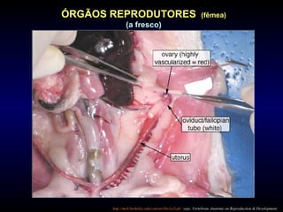 ÓRGÃOS REPRODUTORES (fêmea)
(a fresco)
http://mcb.berkeley.edu/courses/bio1a/Lab/ veja: Vertebrate Anatomy ou Reproduction & Development
 