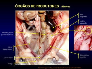 rim
esquerdo
ovário
esquerdo
útero (lóbulo
esquerdo)
bexiga
intestino grosso
(com bolo fecal)
ÓRGÃOS REPRODUTORES (fêmea)
útero
(lóbulo direito)
cérvix uterino
http://ici.cegep-ste-foy.qc.ca/profs/gbourbonnais/revlabo/rat/rat4.htm
 