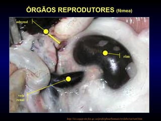 rim
adrenal
veia
renal
ÓRGÃOS REPRODUTORES (fêmea)
http://ici.cegep-ste-foy.qc.ca/profs/gbourbonnais/revlabo/rat/rat4.htm
 