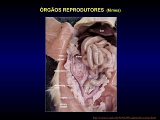http://sciences.aum.edu/bi/bi2100/cadams/dissections.html
ÓRGÃOS REPRODUTORES (fêmea)
 