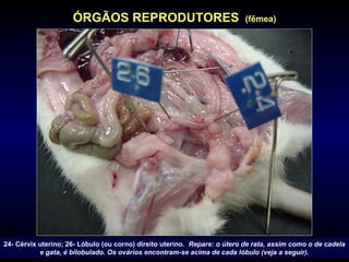 24- Cérvix uterino; 26- Lóbulo (ou corno) direito uterino. Repare: o útero de rata, assim como o de cadela
e gata, é bilobulado. Os ovários encontram-se acima de cada lóbulo (veja a seguir). índice
ÓRGÃOS REPRODUTORES (fêmea)
 