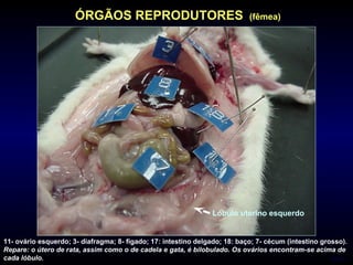 Lóbulo uterino esquerdo
índice
ÓRGÃOS REPRODUTORES (fêmea)
11- ovário esquerdo; 3- diafragma; 8- fígado; 17: intestino delgado; 18: baço; 7- cécum (intestino grosso).
Repare: o útero de rata, assim como o de cadela e gata, é bilobulado. Os ovários encontram-se acima de
cada lóbulo.
 