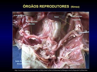ovário direito
lobo uterino
direito
lobo uterino
esquerdo
baço
bolo fecal (cólon
descendente)
http://www.nesc.k12.in.us/union/Mr.%20Sly/Links%20to%20Anatomy%20Images/click%20specific%20link.htm
ÓRGÃOS REPRODUTORES (fêmea)
 