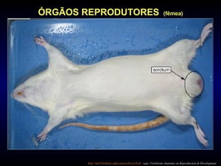 ÓRGÃOS REPRODUTORES (fêmea)
http://mcb.berkeley.edu/courses/bio1a/Lab/ veja: Vertebrate Anatomy ou Reproduction & Development
 