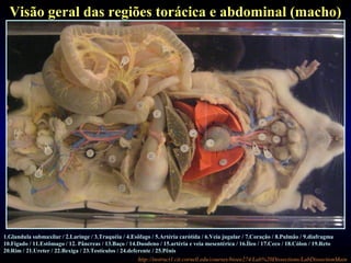 http://instruct1.cit.cornell.edu/courses/bioee274/Lab%20Dissections/LabDissectionMain
Visão geral das regiões torácica e abdominal (macho)
1.Glandula submaxilar / 2.Laringe / 3.Traquéia / 4.Esôfago / 5.Artéria carótida / 6.Veia jugular / 7.Coração / 8.Pulmão / 9.diafragma
10.Fígado / 11.Estômago / 12. Pâncreas / 13.Baço / 14.Duodeno / 15.artéria e veia mesentérica / 16.Íleo / 17.Ceco / 18.Cólon / 19.Reto
20.Rim / 21.Ureter / 22.Bexiga / 23.Testículos / 24.deferente / 25.Pênis
 