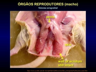 http://www.cccmkc.edu.hk/~kei-kph/Rat%20dissection/Rat_urinogenital%20system_male.htm
ÓRGÃOS REPRODUTORES (macho)
Sistema urogenital
 