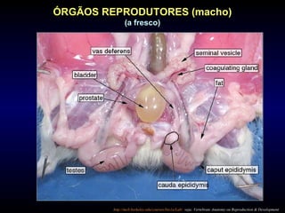 ÓRGÃOS REPRODUTORES (macho)
(a fresco)
http://mcb.berkeley.edu/courses/bio1a/Lab/ veja: Vertebrate Anatomy ou Reproduction & Development
 