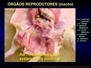 ÓRGÃOS REPRODUTORES (macho)
s.v.: vesículas
seminais
u.b.: bexiga
f.: gordura
abdominal
v.d.: ducto
deferente
t.: testículo
direito
e.: epidídimo
s.: escroto
http://www.cccmkc.edu.hk/~kei-kph/Rat%20dissection/Rat_urinogenital%20system_male.htm
 