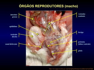 intestino
grosso
testículo
direito
epidídimo
vesículas
seminais
bexiga
próstata
(lobos ventrais)
pênis
canal deferente
ÓRGÃOS REPRODUTORES (macho)
http://ici.cegep-ste-foy.qc.ca/profs/gbourbonnais/revlabo/rat/rat3.htm
 
