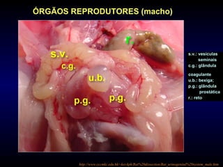 http://www.cccmkc.edu.hk/~kei-kph/Rat%20dissection/Rat_urinogenital%20system_male.htm
ÓRGÃOS REPRODUTORES (macho)
s.v.: vesículas
seminais
c.g.: glândula
coagulante
u.b.: bexiga;
p.g.: glândula
prostática
r.: reto
 