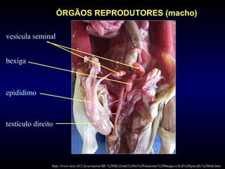 http://www.nesc.k12.in.us/union/Mr.%20Sly/Links%20to%20Anatomy%20Images/click%20specific%20link.htm
testículo direito
vesícula seminal
bexiga
epidídimo
ÓRGÃOS REPRODUTORES (macho)
 