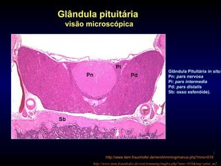Glândula Pituitária in situ
Pn: pars nervosa
Pi: pars intermedia
Pd: pars distalis
Sb: osso esfenóide).
http://www.item.fraunhofer.de/reni/trimming/imgfra.php?mno=019&img=pitui_m2
Glândula pituitária
visão microscópica
:
http://www.item.fraunhofer.de/reni/trimming/manus.php?mno=019
 