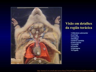http://instruct1.cit.cornell.edu/courses/bioee274/Lab%20Dissections/LabDissectionMain
Visão em detalhes
da região torácica
1.Glândula submaxilar
2.Laringe
3.Traquéia
4.Esôfago
5.Artéria carótida
6.Veia jugular
7.Coração
8.Pulmão
9.Diafragma
10.Fígado
 