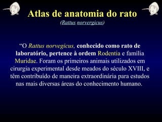 “O Rattus norvegicus, conhecido como rato de
laboratório, pertence à ordem Rodentia e família
Muridae. Foram os primeiros animais utilizados em
cirurgia experimental desde meados do século XVIII, e
têm contribuído de maneira extraordinária para estudos
nas mais diversas áreas do conhecimento humano.
Atlas de anatomia do rato
(Rattus norvergicus)
 