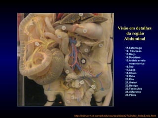 http://instruct1.cit.cornell.edu/courses/bioee274/index_links/Links.html
Visão em detalhes
da região
Abdominal
11.Estômago
12. Pâncreas
13.Baço
14.Duodeno
15.Artéria e veia
mesentérica
16.Íleo
17.Ceco
18.Cólon
19.Reto
20.Rim
21.Ureter
22.Bexiga
23.Testículos
24.deferente
25.Pênis
 