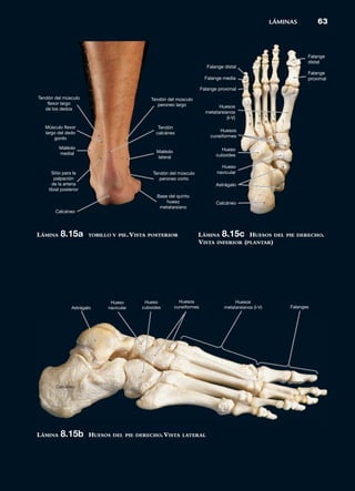 Tibia Atlas Atlas de anatomia humana | PDF