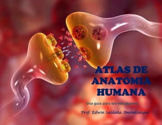 ATLAS DE
ANATOMIA
HUMANA
Una guía para los estudiantes.
Prof. Edwin Saldaña Ambulódegui
 
