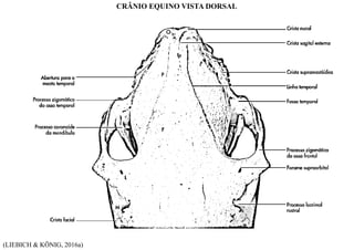(LIEBICH & KÖNIG, 2016a)
CRÂNIO EQUINO VISTA DORSAL
 