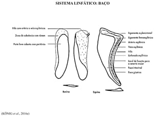 SISTEMA LINFÁTICO: BAÇO
(KÖNIG et al., 2016e)
 