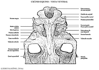 (LIEBICH & KÖNIG, 2016a)
CRÂNIO EQUINO – VISTA VENTRAL
 
