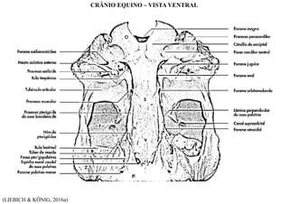 (LIEBICH & KÖNIG, 2016a)
CRÂNIO EQUINO – VISTA VENTRAL
 